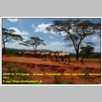 18969 03 274 Kamele - Strassen- Pistenscenen - Fahrt nach Konso - Aethiopien 2012.JPG